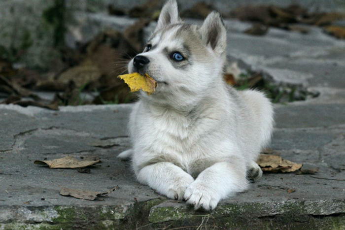 Сибирский хаски (Siberian Husky)