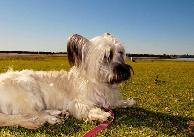 Скай-терьер (Skye Terrier)