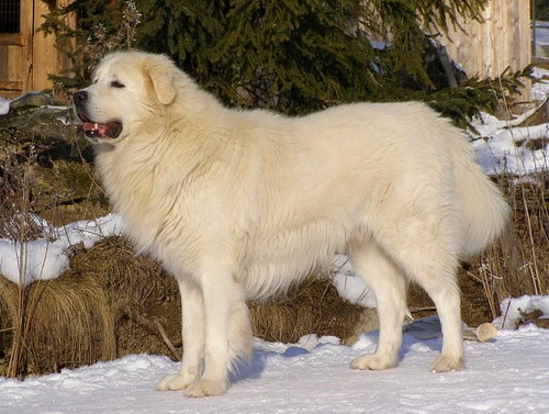 Словацкий Чувач (Slovensky Cuvac)