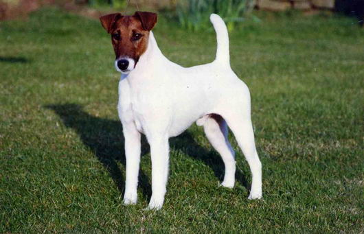 Фокстерьер гладкошерстный (Smooth Fox Terrier)