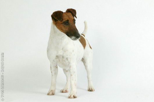 Фокстерьер гладкошерстный (Smooth Fox Terrier)