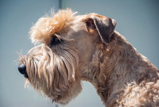 Ирландский мягкошерстный пшеничный терьер (Soft Coated Wheaten Terrier)