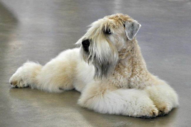 Ирландский мягкошерстный пшеничный терьер (Soft Coated Wheaten Terrier)