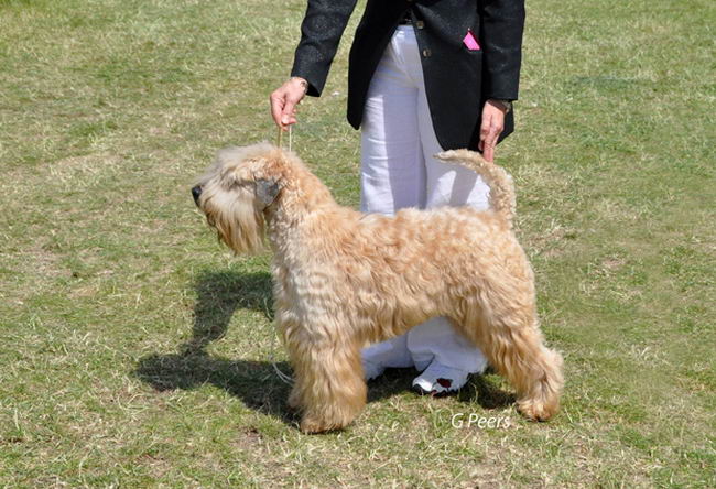 Ирландский мягкошерстный пшеничный терьер (Soft Coated Wheaten Terrier)