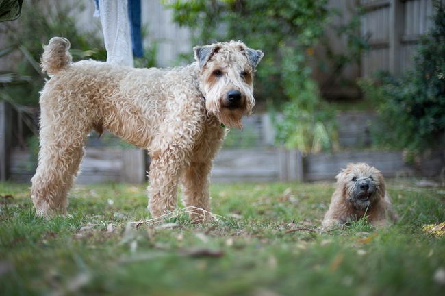 Ирландский мягкошерстный пшеничный терьер (Soft Coated Wheaten Terrier)