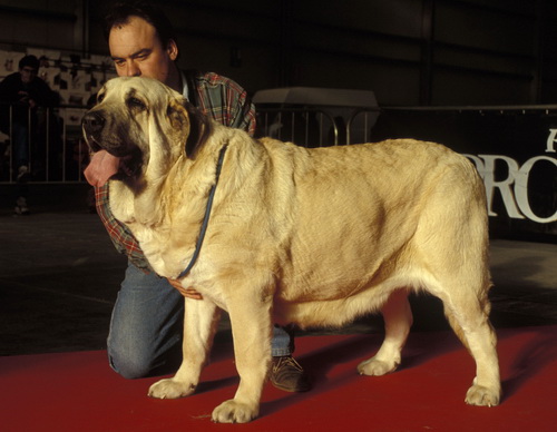 Испанский мастиф (Spanish Mastiff) - описание и рассказ о породе собак