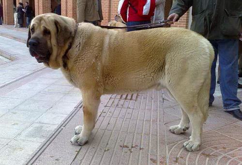 Испанский мастиф (Spanish Mastiff) - описание и рассказ о породе собак