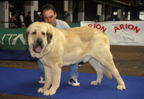 Испанский мастиф (Spanish Mastiff) - описание и рассказ о породе собак