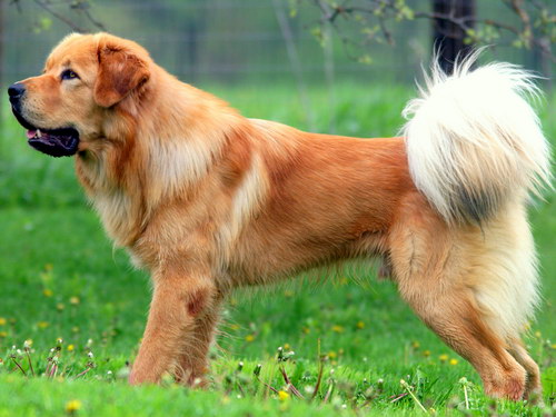 Порода собак Тибетский мастиф (Tibetan Mastiff) - основные характеристики и показатели