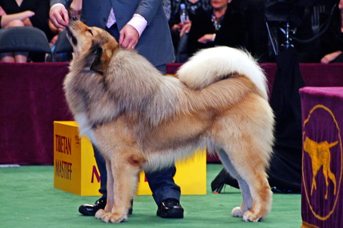 Порода собак Тибетский мастиф (Tibetan Mastiff) - основные характеристики и показатели