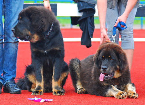 Порода собак Тибетский мастиф (Tibetan Mastiff) - основные характеристики и показатели