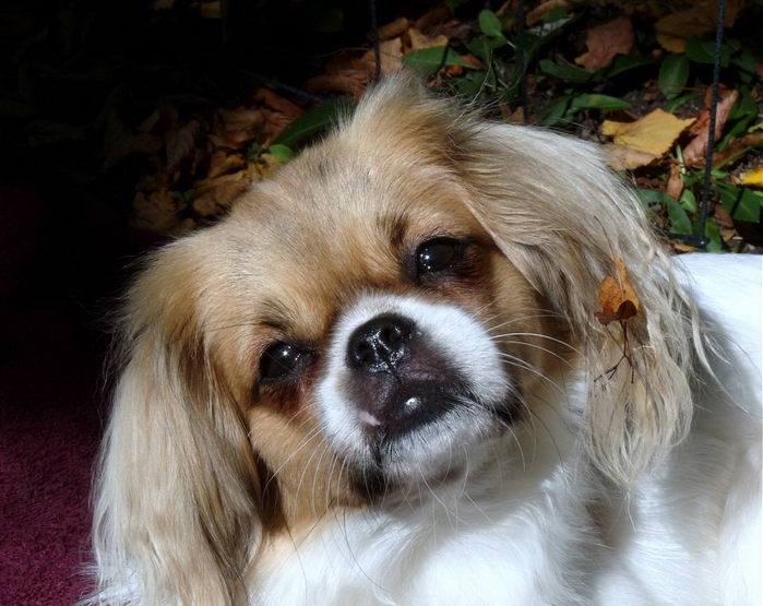 Тибетский спаниель (Tibetan Spaniel)