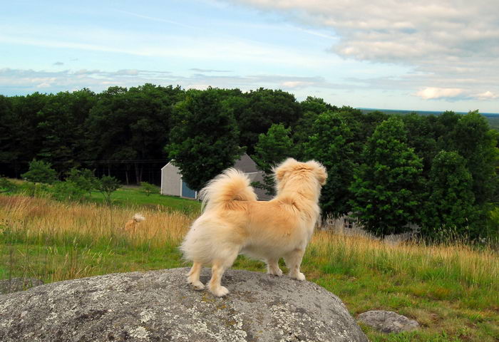 Тибетский спаниель (Tibetan Spaniel)