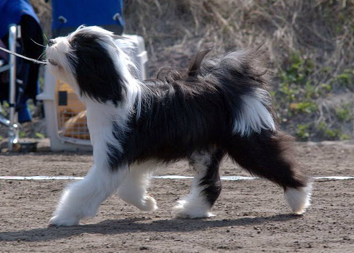 Тибетский терьер (Tibetan Terrier)