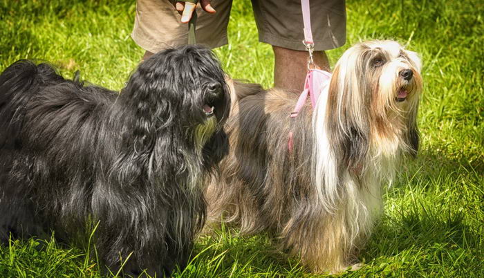 Тибетский терьер (Tibetan Terrier)