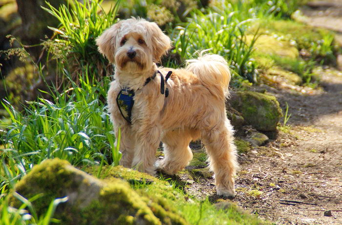 Тибетский терьер (Tibetan Terrier)