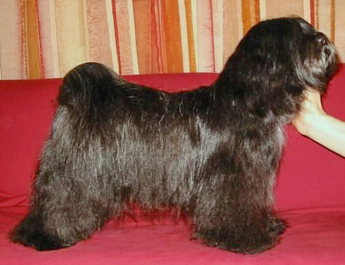 Тибетский терьер (Tibetan Terrier)