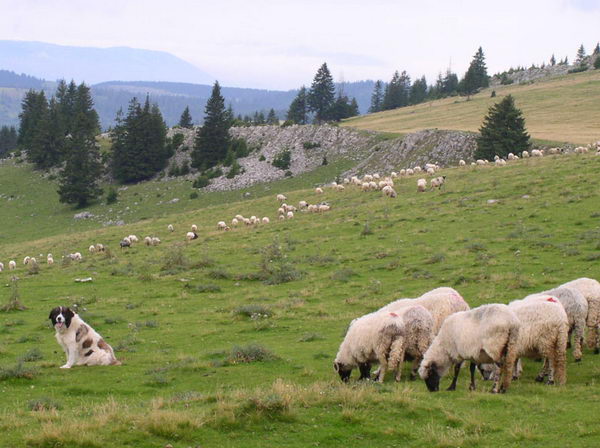 Торньяк (Bosnian Shepherd Dog)