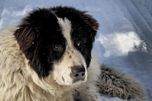 Торньяк (Bosnian Shepherd Dog)