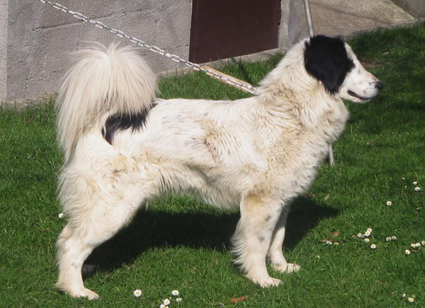 Торньяк (Bosnian Shepherd Dog)