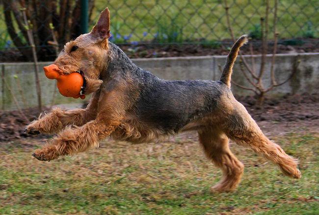 Вельш-терьер (Welsh Terrier)