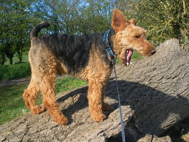 Вельш-терьер (Welsh Terrier)