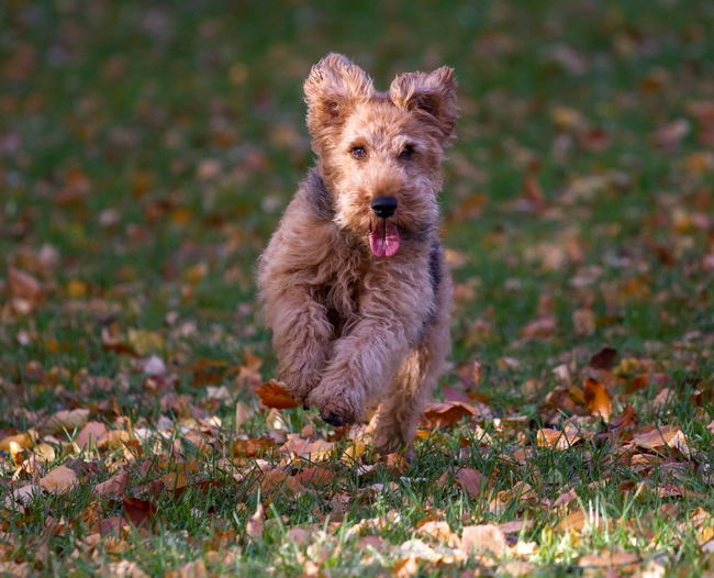 Вельш-терьер (Welsh Terrier)