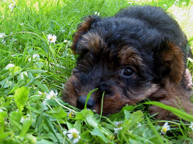 Вельш-терьер (Welsh Terrier)