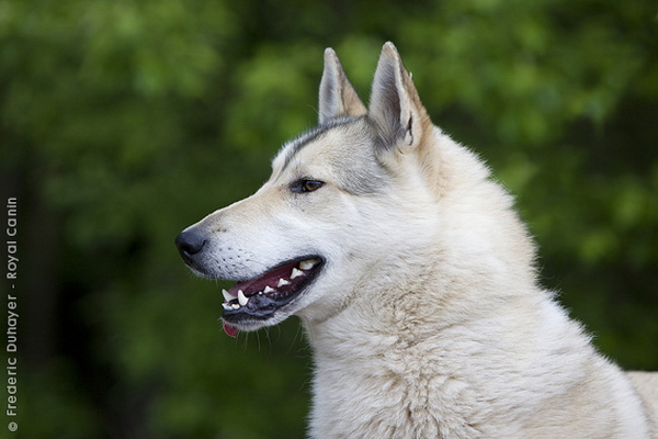 Западносибирская лайка (Western-siberian laika)