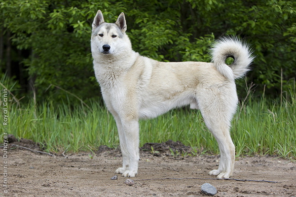 Западносибирская лайка (Western-siberian laika)