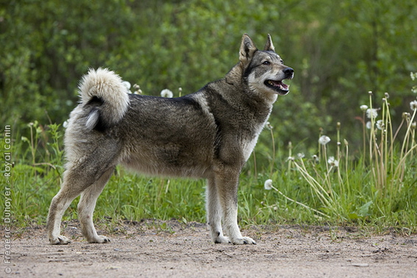 Западносибирская лайка (Western-siberian laika)