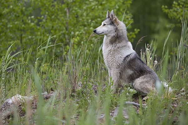 Западносибирская лайка (Western-siberian laika)