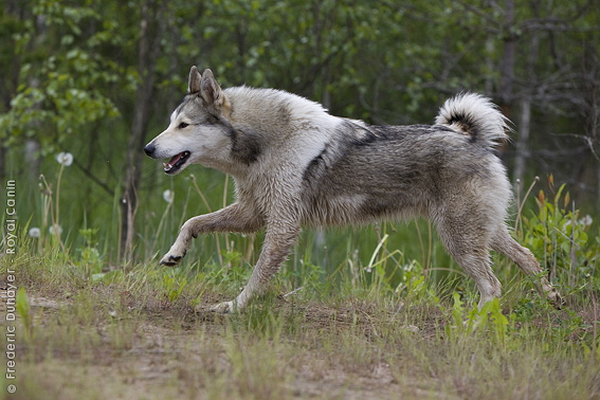 Западносибирская лайка (Western-siberian laika)