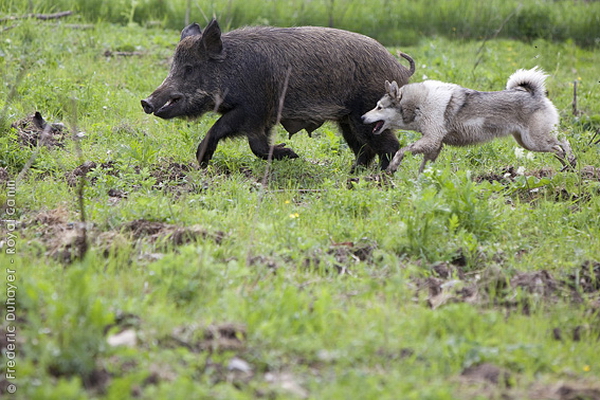 Западносибирская лайка (Western-siberian laika)