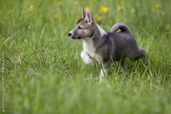 Западносибирская лайка (Western-siberian laika)