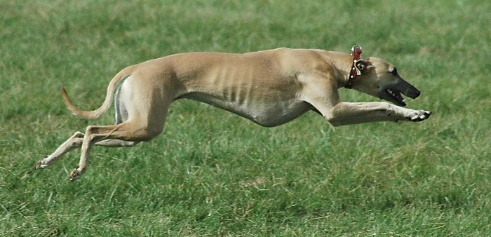 Борзая уиппет (Whippet)