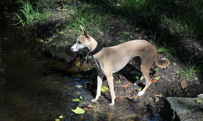 Борзая уиппет (Whippet)