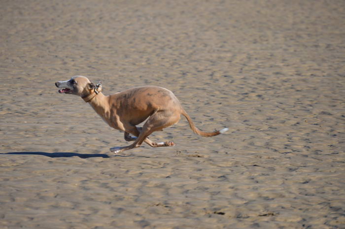 Борзая уиппет (Whippet)