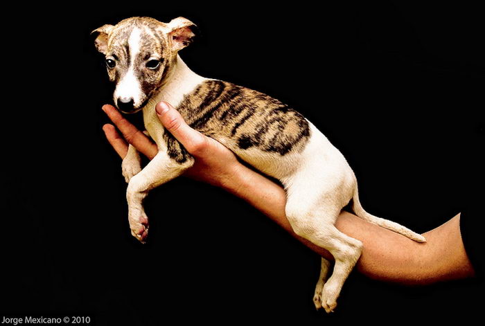 Борзая уиппет (Whippet)