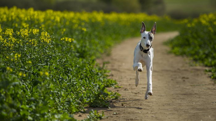 Борзая уиппет (Whippet)