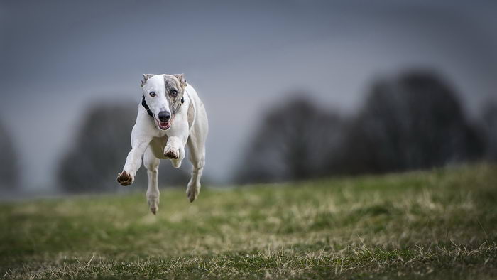 Борзая уиппет (Whippet)