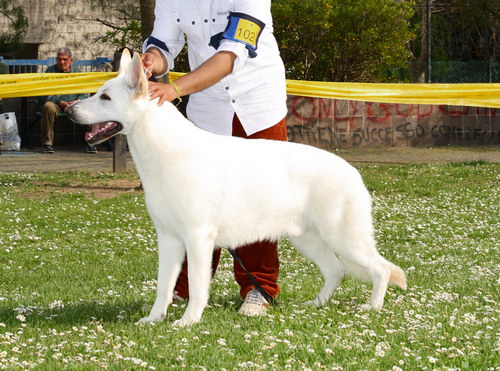 White Swiss Shepherd Dog - Швейцарская белая овчарка