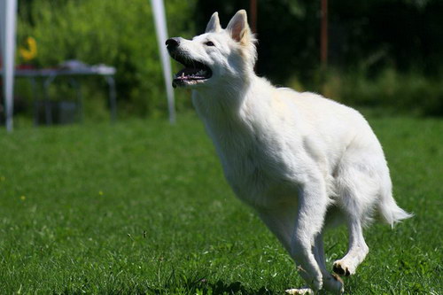 White Swiss Shepherd Dog - Швейцарская белая овчарка