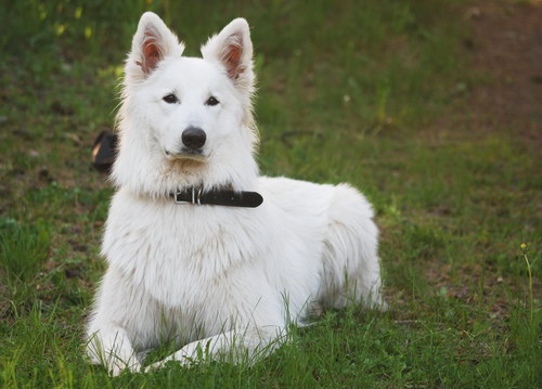 White Swiss Shepherd Dog - Швейцарская белая овчарка