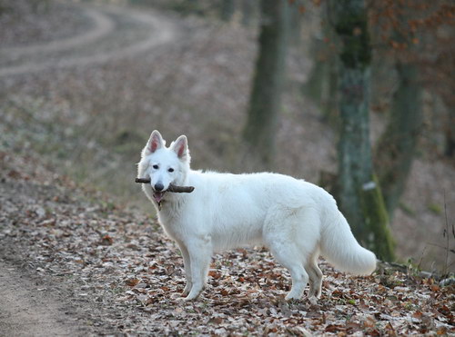 White Swiss Shepherd Dog - Швейцарская белая овчарка