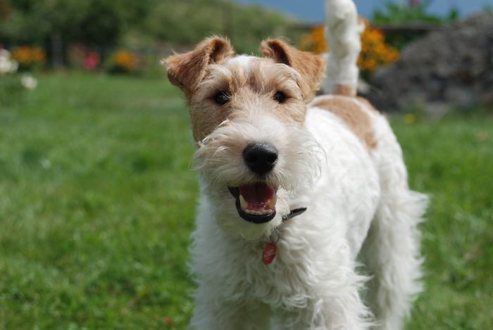 Жесткошёрстный фокстерьер (Wire Fox Terrier)