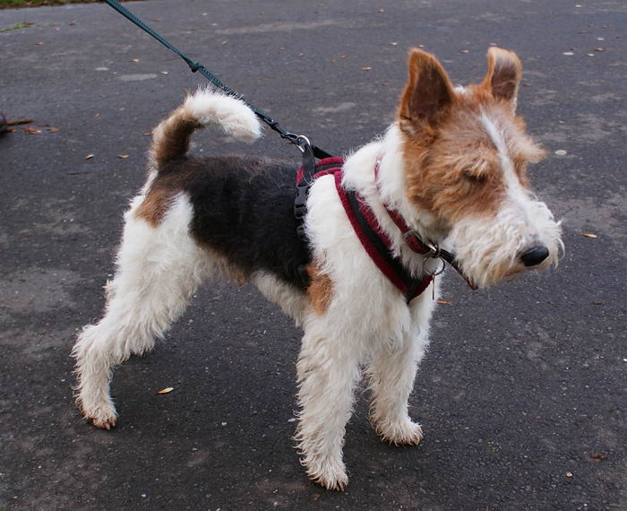 Жесткошёрстный фокстерьер (Wire Fox Terrier)