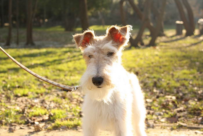 Жесткошёрстный фокстерьер (Wire Fox Terrier)