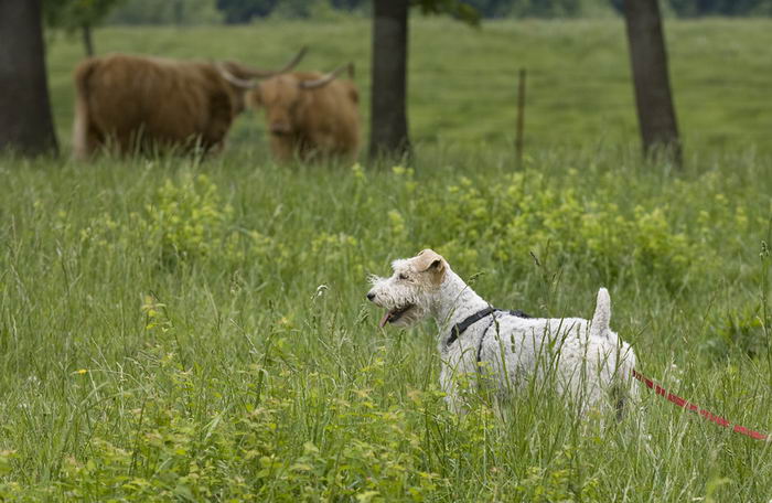 Жесткошёрстный фокстерьер (Wire Fox Terrier)