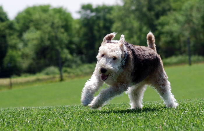 Жесткошёрстный фокстерьер (Wire Fox Terrier)